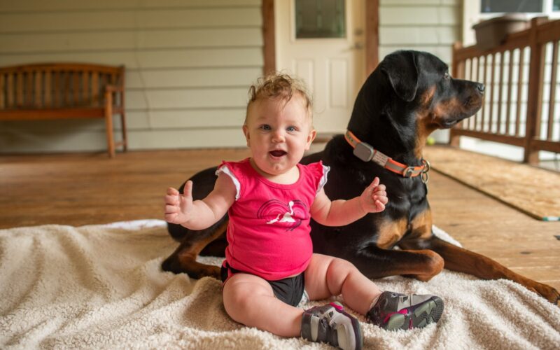 baby and a rottweiler