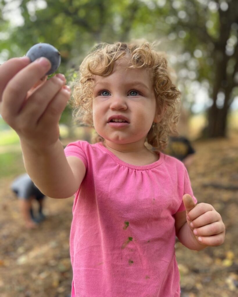 toddler picking plums